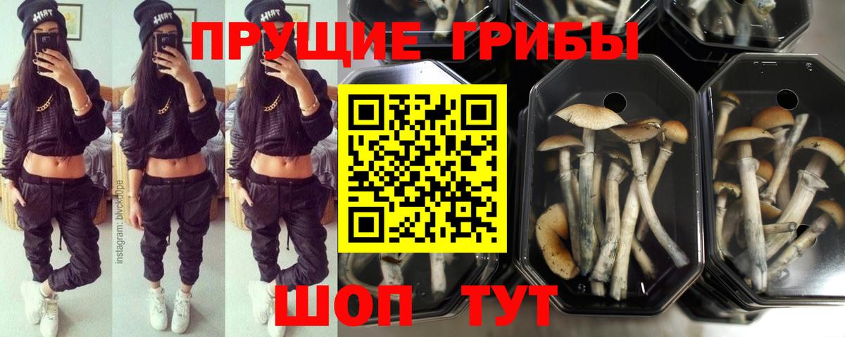 Псилоцибиновые грибы прущие грибы  Вход с VPN  Псилоцибиновые грибы Psilocybe  Сибай 